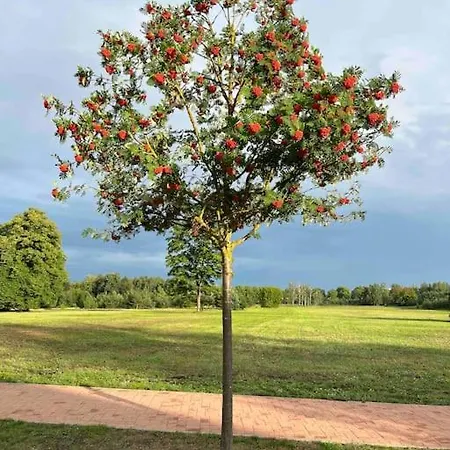 Mezapark Design Appartement Riga